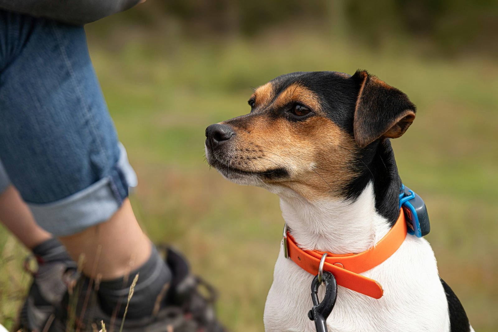 A small dog sitting next to a person in a field