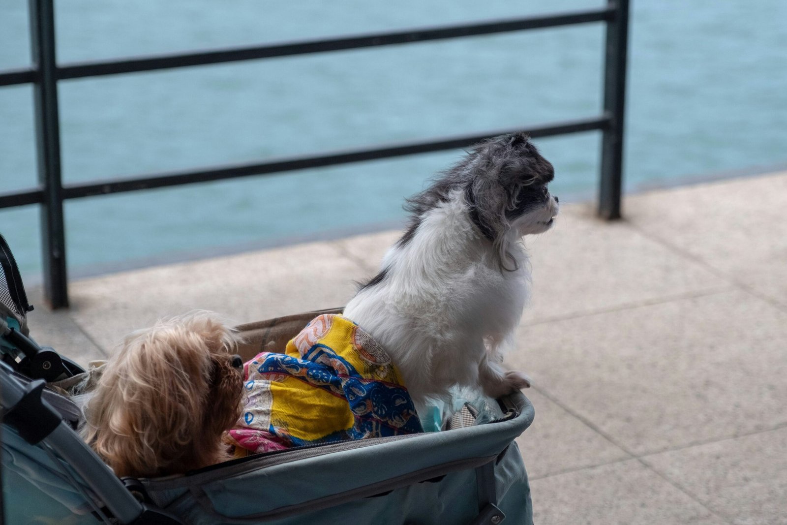 two dogs on stroller beside black metal railings