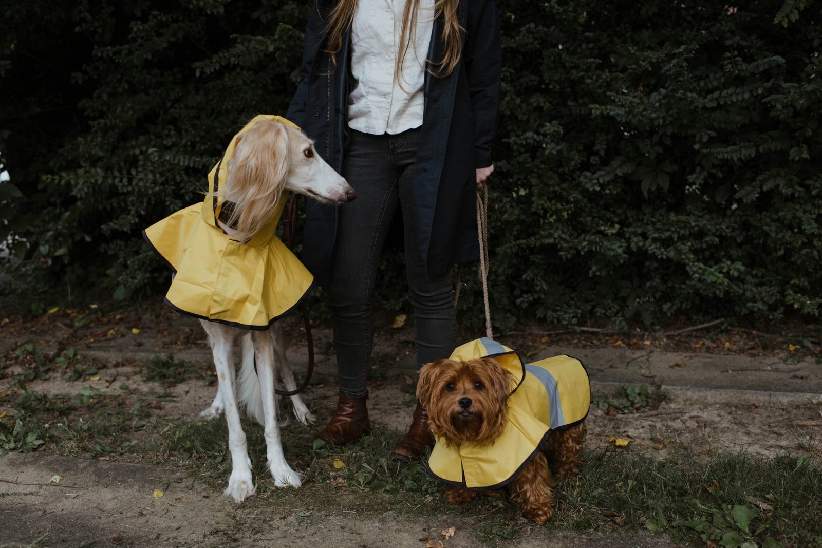 woman in black jacket holding brown short coated dog