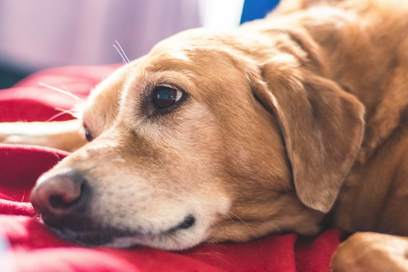 brown short coated dog lying on red textile